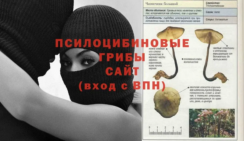 как найти наркотики  Кувшиново  Псилоцибиновые грибы Psilocybine cubensis 